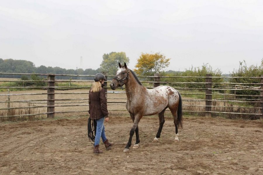 Clinic communicatie met je paard